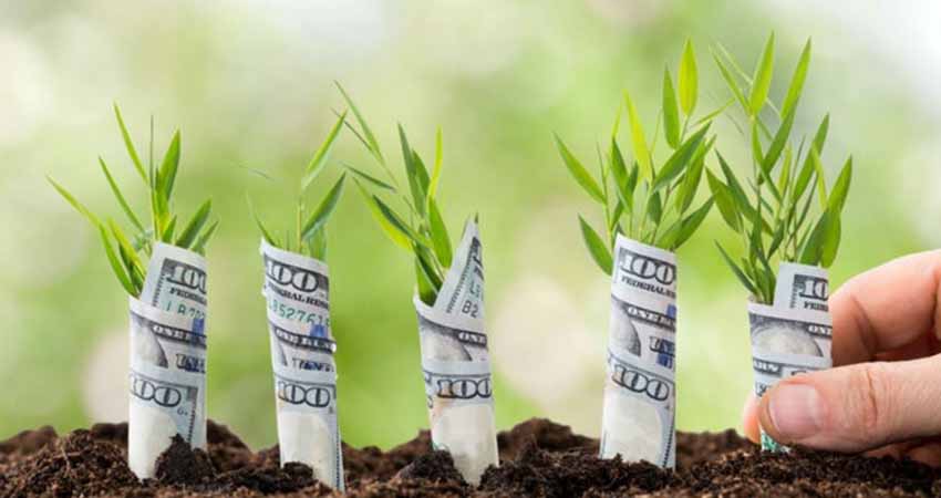planta con dolares